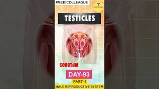 Male Reproductive System Overview and Functions  MEDICOLLEAGUE [upl. by Ettelorahc]