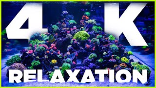 4K Reef Aquarium Relaxation amp Chill 4 HoursWorld Wide Corals [upl. by Enniotna]