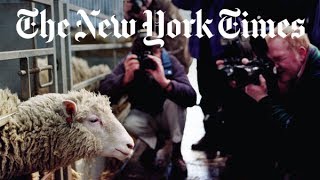 The Story of Dolly the Cloned Sheep  Retro Report  The New York Times [upl. by Ettenwahs456]