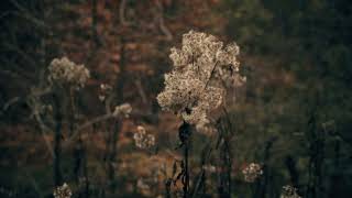 BlätterrauschenWienerwaldHerbstWoods [upl. by Eimiaj]