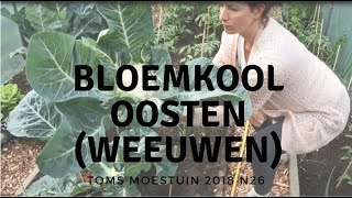 TM1826  Mijn weeuwenteelt bloemkool oogsten [upl. by Agripina]