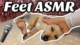 Dog ASMR Feet MassageScratching and belly rubs [upl. by Towland615]