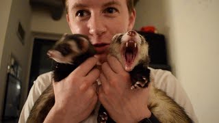 What Its REALLY Like Owning Ferrets [upl. by Siloam]