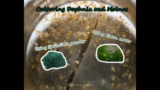 How To Culture Daphnia and Moinas using Green Water Spirulina powder [upl. by Kenward648]