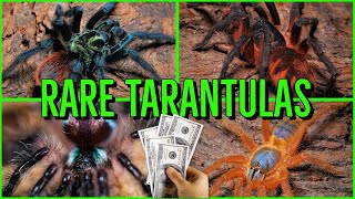 Top 10 RARE amp EXPENSIVE Tarantulas [upl. by Amikahs894]