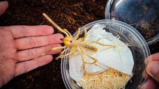 HUGE Venomous Arachnid UNBOXING [upl. by Lanrev]