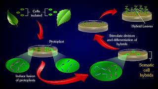 PROTOPLAST FUSION [upl. by Noyad]