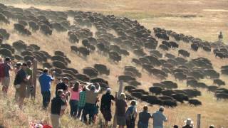 Custer State Park Buffalo Roundup Camera angles [upl. by Deth504]