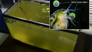 Raising Daphnia for the Freshwater Aquarium [upl. by Cathrin]