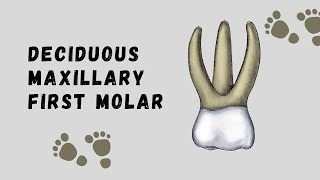 Deciduous Maxillary First Molar  Deciduous Tooth Morphology [upl. by Adnilemre]