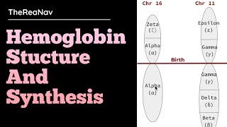 Hemoglobin Stucture and Synthesis [upl. by Bever]