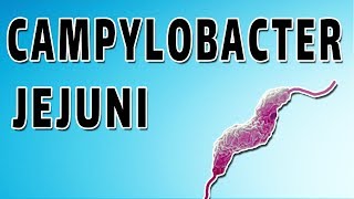 Campylobacter Mechanism and Side Effects [upl. by Salguod]