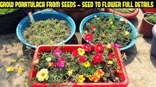 How To Grow Portulaca Or Moss Rose From SeedsFull Information From Seed To Flower [upl. by Norda116]