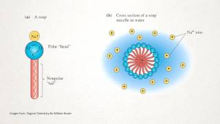 How does Soap Work [upl. by Oberstone]