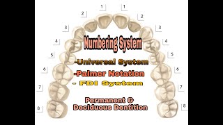 Tooth Numbering system for Deciduous amp Permanent dentitionUniversal Palmer notation amp FDI [upl. by Neehs]