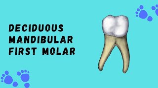 Deciduous Mandibular First Molar  Deciduous Tooth Morphology [upl. by Tnecnivleahcim236]