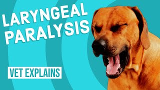 Laryngeal Paralysis in Dogs [upl. by Montford353]