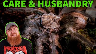 How To Care For the Texas Brown Tarantula Aphonopelma hentzi Husbandry [upl. by Longfellow]