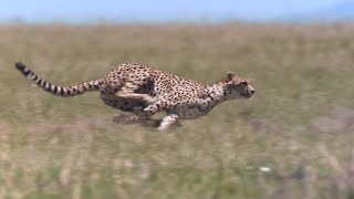 Cheetah  Chase Compilation [upl. by Amalie493]