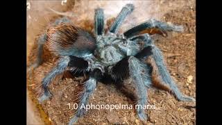 Aphonopelma Collection [upl. by Ednargel]