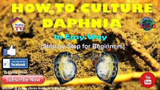 HOW TO CULTURE DAPHNIA In Easy Way [upl. by Neau780]