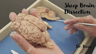 Sheep brain dissection  Dr Basus Easy Anatomy amp Physiology [upl. by Anujra80]