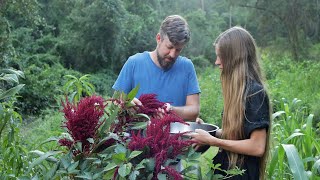 Harvesting Amaranth Seeds  Simple Seed Saving from a Wonderful Crop [upl. by Breh]