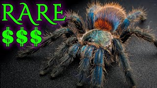 Top 10 Most Expensive and RARE Tarantulas  Fancy Spiders [upl. by Alaet]