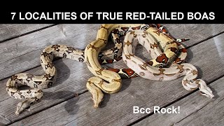 7 Localities of True RedTailed Boas [upl. by Akinet]