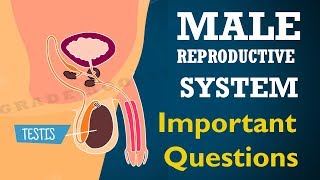 Male repro system Important questions  Ncert class 10  Biology  Science cbse syllabus [upl. by Nylime]