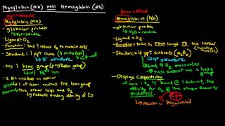 Myoglobin and Hemoglobin Compare and Contrast [upl. by Sinclare831]