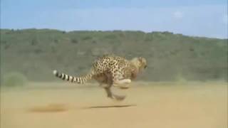 Cheetah Running Full Speed Awesome Speed [upl. by Constanta]