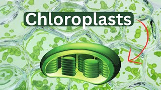 ChloroplastsDefinitionFunctionStructure [upl. by Ceporah216]